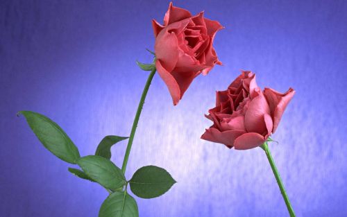 50 Free Roses Flowers Backgrounds Wallpapers Download