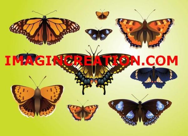 Realistic Butterfly Vector